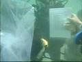 UNDERWATER WEDDING