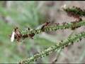 Fire Ants by Tim Hawkins