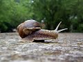 Escargot