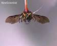 Cyborg insects