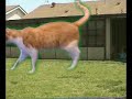 Attack of the 50 Foot Tabby Attack of the 50 Foot Tabby