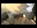 Portuguese Water Dogs Swim in Sea off Cadiz