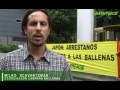 Jap�n: Arrestanos, defendemos a las ballenas
