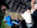videos de Camarones culiando a 1 gallina infiltrado