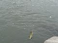 Black Bass e suas piruletas
