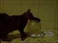 Gatti intelligenti di Castelvetere