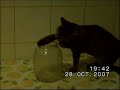 Gatti intelligenti di Castelvetere