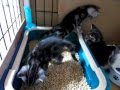 Click here to watch this video 2010年8月4日生まれの仔猫たち、トイレは順番にね。