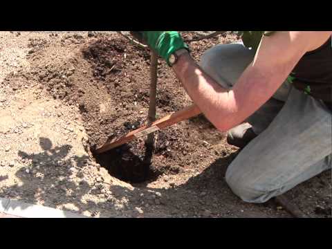 how to transplant an apple tree