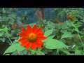Phuket ButterFly Garden & Insect World (Wide Screen Test)