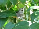 hummingbird nest hummingbird nest