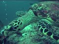 Maldives Part Three: Sharks Turtles & Mantas