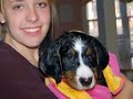 Our Bernese Mountain Dog:  Snuggles Stokely