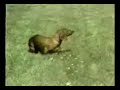 Rusty: a narcoleptic dachshund