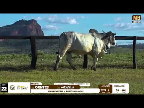 1� LEIL�O PRODU��O FAZENDA ORIENTE