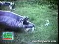 The most yucky thing! Python disgorges a bull!!!