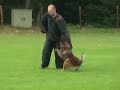 Politiehond: ook stokslagen deren de hond niet