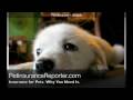 pets health insurance