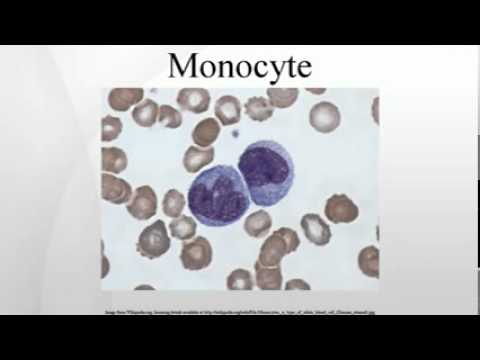 how to isolate monocytes from peripheral blood