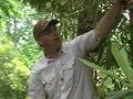 Pruning Rhododendrons for Purpose (Part 3 of 3)