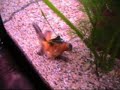 Why is my black moore turning gold?