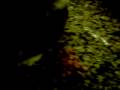 videos de CAT EAT LIKE PIG