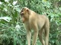 Monkey Attack in Borneo Monkey Attack in Borneo