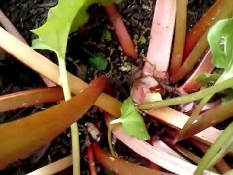 how to harvest rhubarb stalks