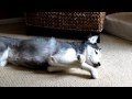 ZZZZZZZZZZZZZZ - Mishka the Talking Husky