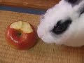 うさぎ★あるく♂#02★LABBIT