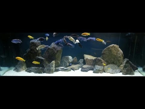 how to vent african cichlids