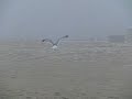 Seagull, Assateague Island
