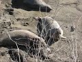 Elephant seals at Point Piedras Blancas