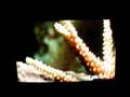 Crecimiento Acropora