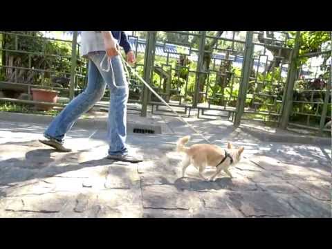 how to adjust ezydog quick fit harness