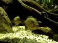 Parachromis loisellei teaser
