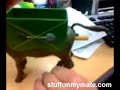 Donkey Dispenser