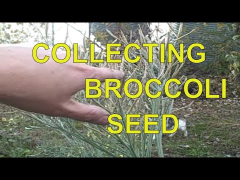 how to harvest broccoli seeds