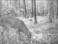 Buck shot on trail camera