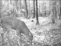 White tail buck shot on trail camera