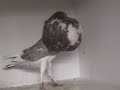 Video of my Norwich Croppers, the breeders, the young birds, and the show champions
