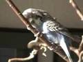 Budgie Grobi arrives at his new home - Part 3