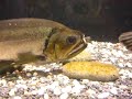 Hydrolycus Armatus Feeding