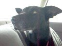 Cocoa Riding in Car