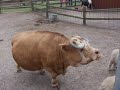 The Zoo