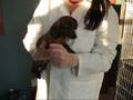 videos de Chien Teckel 1