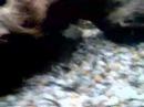 Bristlenose this is the three female`s  in my breeding tank
