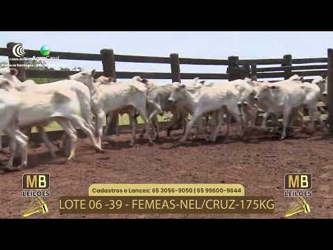 519 LEILO VIRTUAL MB LEILES