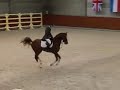 2007-02-22 Doré van 't Zorgvliet selection sBs Stallion