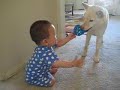 Playing fetch at 8 months